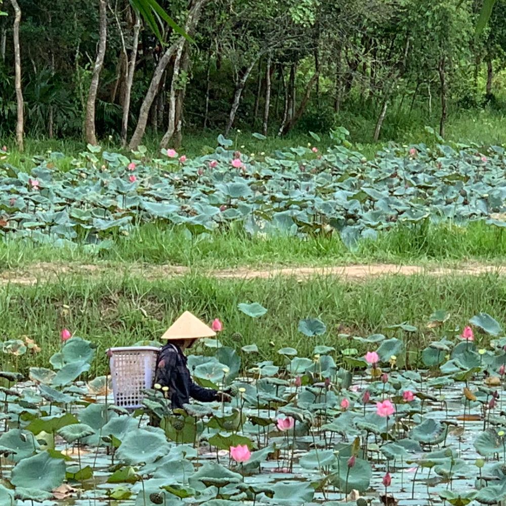 Farmer in a conical hat tending a blooming lotus pond