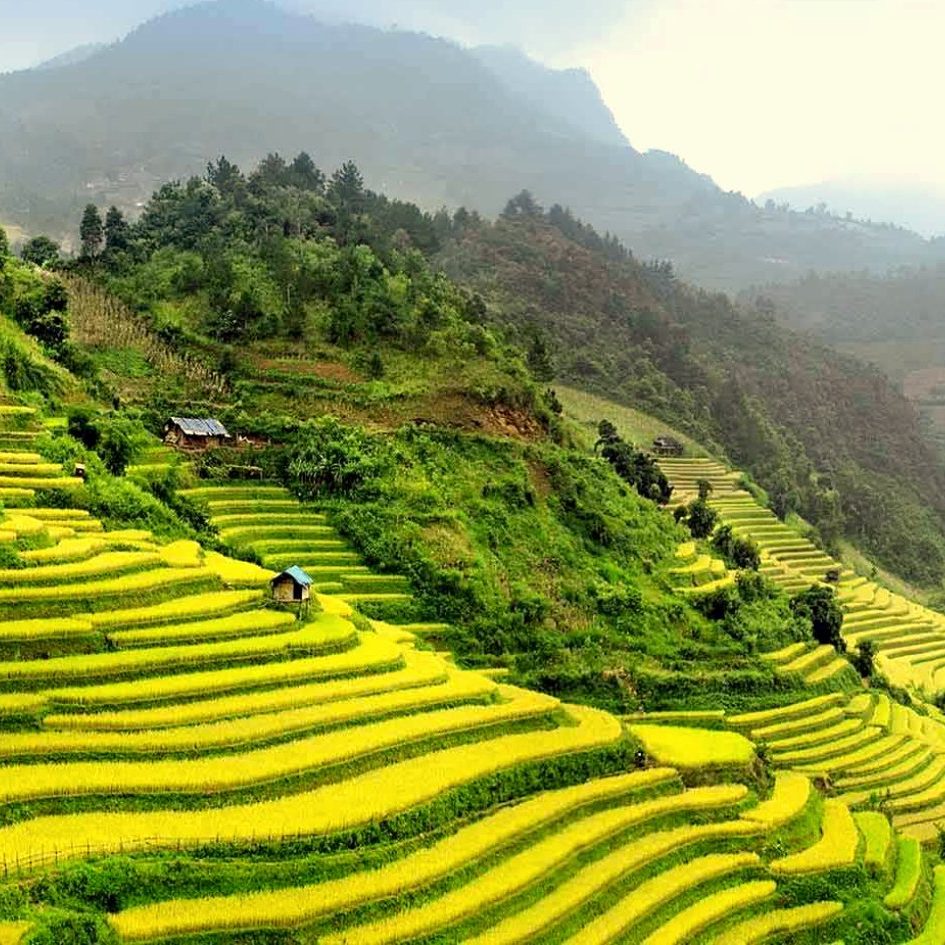 Golden rice terraces winding across the mountains of northern Vietnam