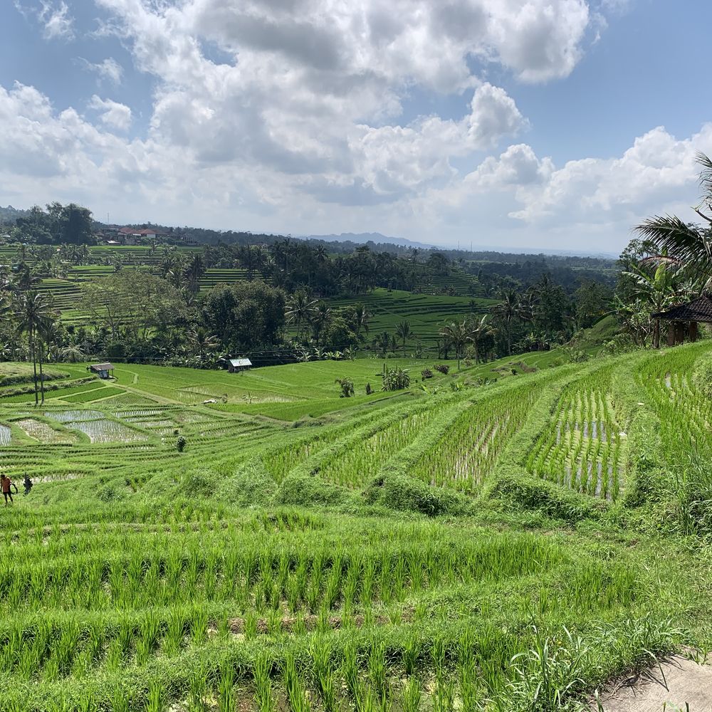 Lush green rice terraces stretching across the Balinese hills