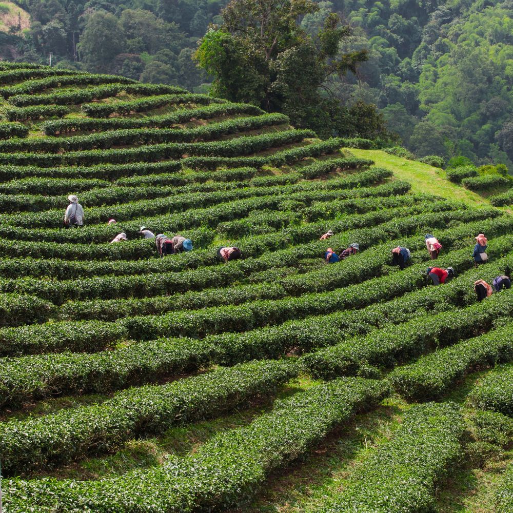 Workers harvesting leaves on terraced green tea plantations in the hills