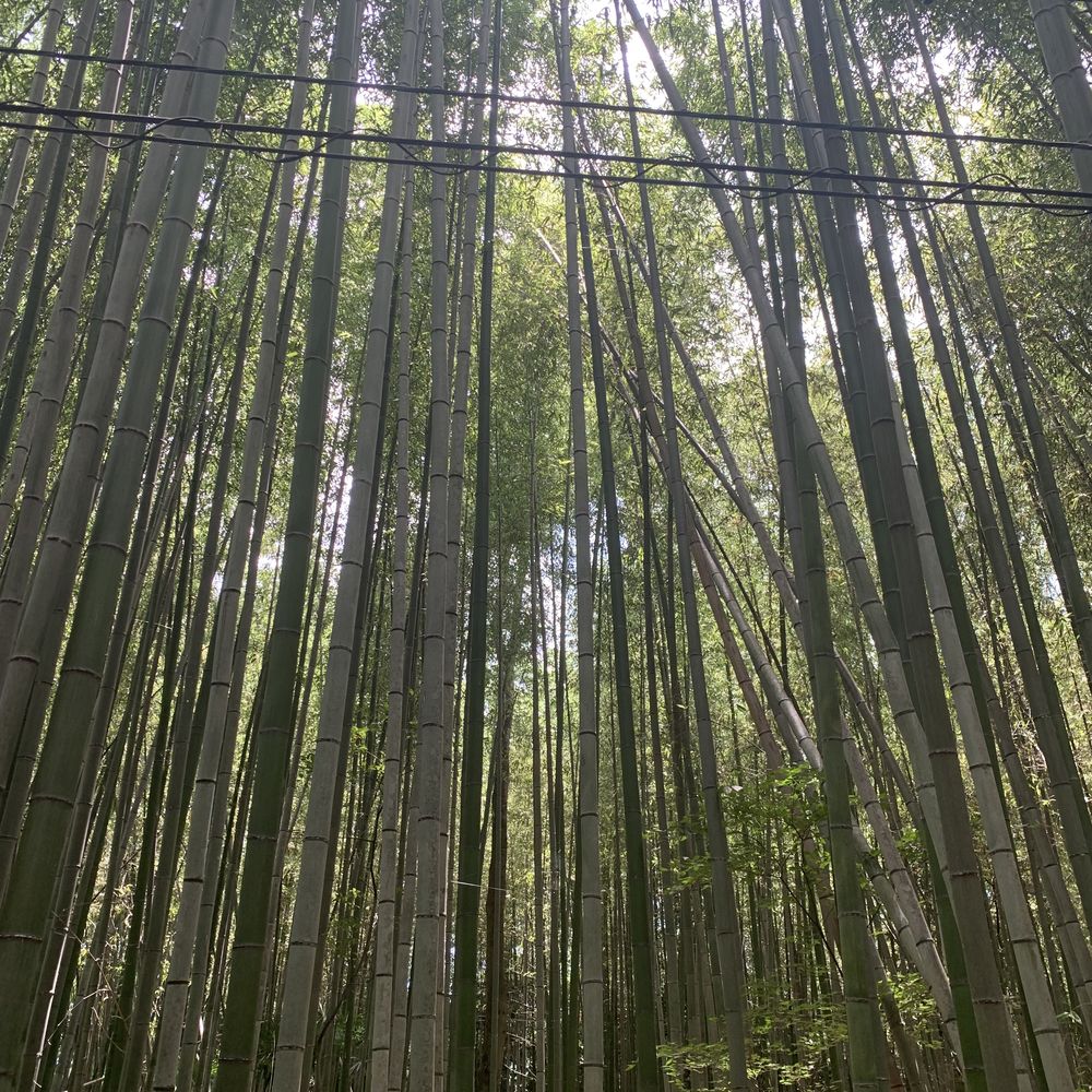 Tall bamboo stalks in the Arashiyama bamboo grove, Kyoto