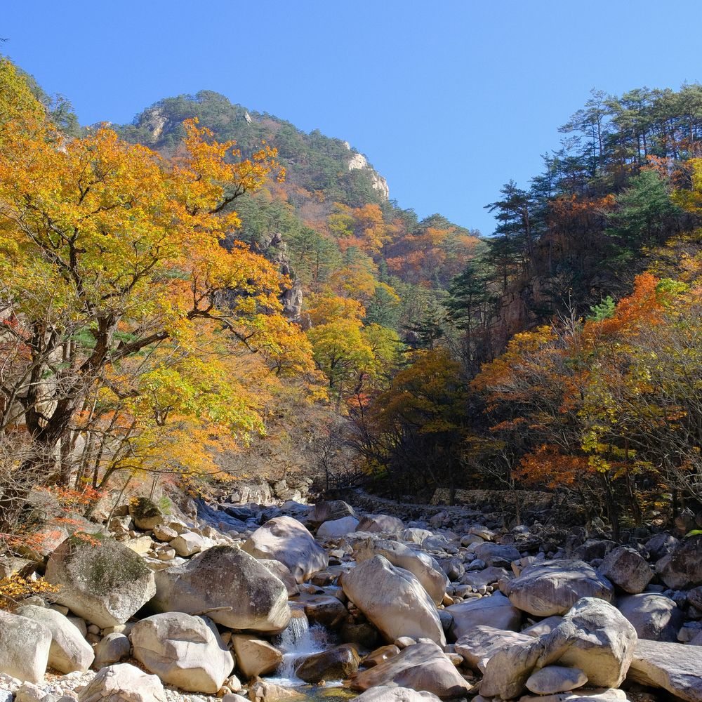 Autumn foliage along a rocky mountain stream in a national park